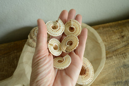 SUNDIAL SNAIL SHELLS *Size & Quantity Your Choose*.5-2” Browns Small Medium Craft Seashells