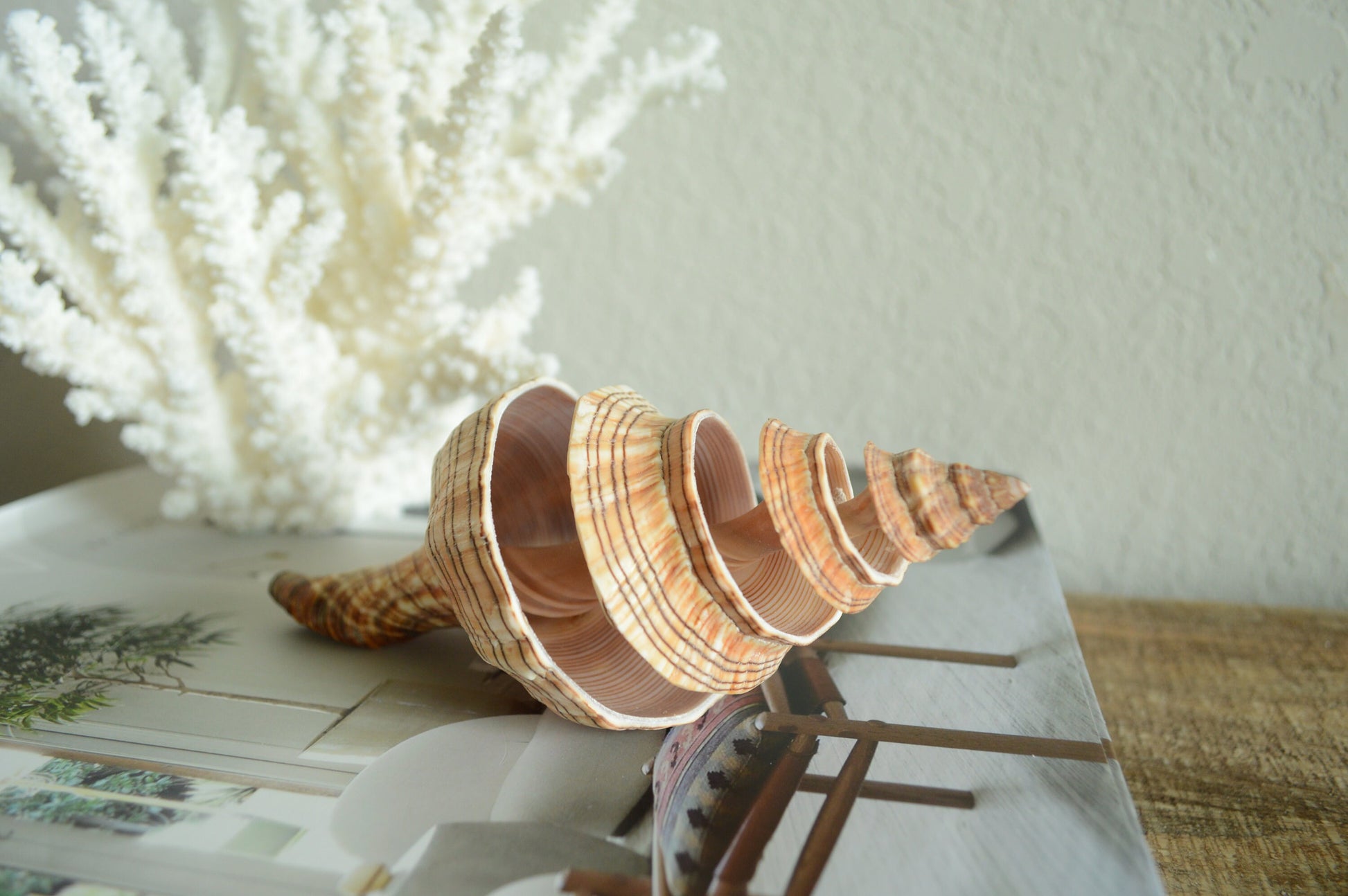 SPIRAL CUT FOX Shells *All Sizes* Natural Brown Striped Display Seashell Beach Coastal Décor