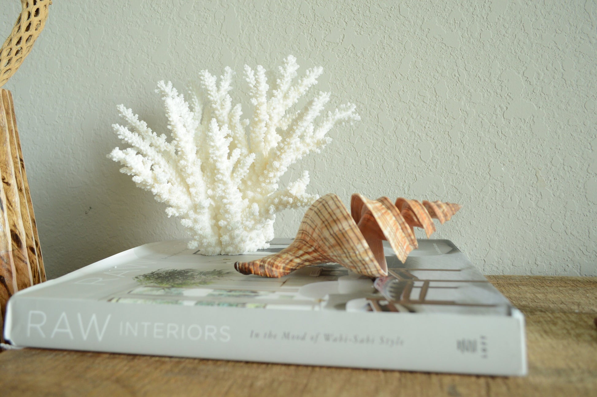 SPIRAL CUT FOX Shells *All Sizes* Natural Brown Striped Display Seashell Beach Coastal Décor