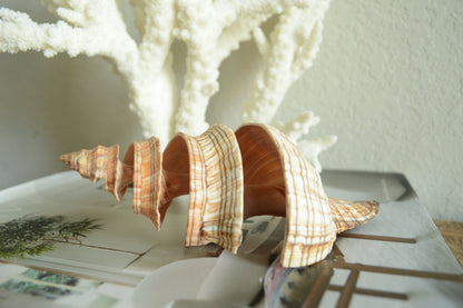Striped Fox Conch Shell - Up to 8", Spiral Cut Unique Coastal Décor Seashells