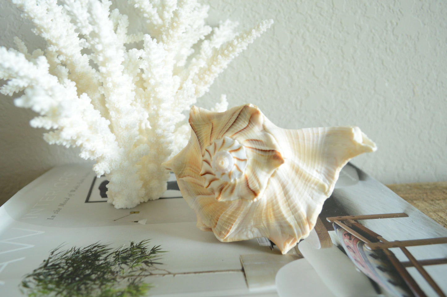 LIGHTENING WHELK CONCH Shell *All Sizes* Golden Brown White Display Seashell Florida Beach Home