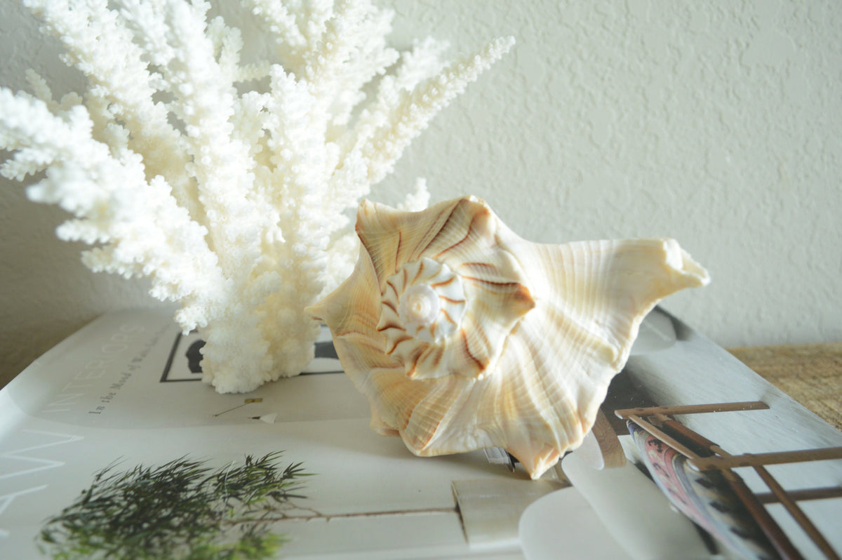 LIGHTENING WHELK CONCH Shells: Sizes 1-14" Brown White Display Craft Seashells from Florida