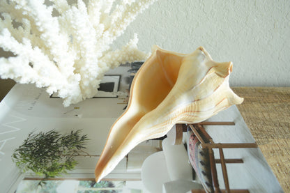 LIGHTENING WHELK CONCH Shell *All Sizes* Golden Brown White Display Seashell Florida Beach Home