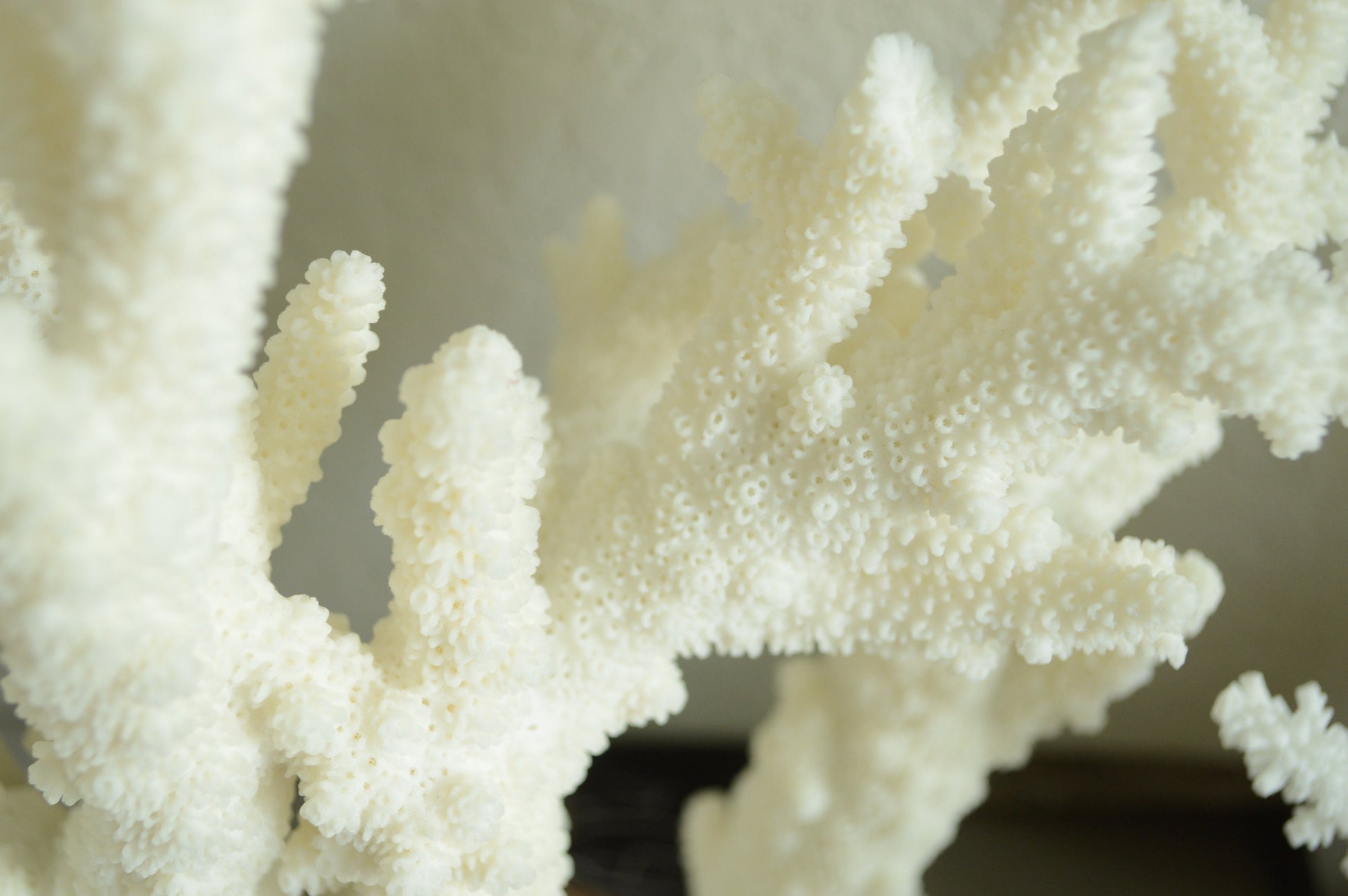 Genuine Sea BRANCH CORAL *You choose size* Ocean Reef Aquarium Coastal Beach Home Décor Nautical