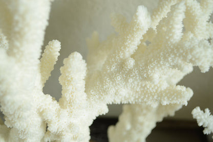 Genuine Sea BRANCH CORAL *You choose size* Ocean Reef Aquarium Coastal Beach Home Décor Nautical