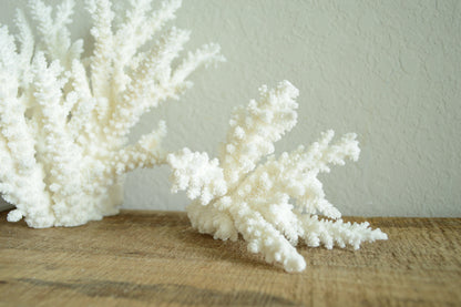BRANCH CORAL White *All Sizes* Authentic Natural Real Sea Fossil Coastal Décor Ocean Beach House Organic Sustainable Nature Art Showpiece