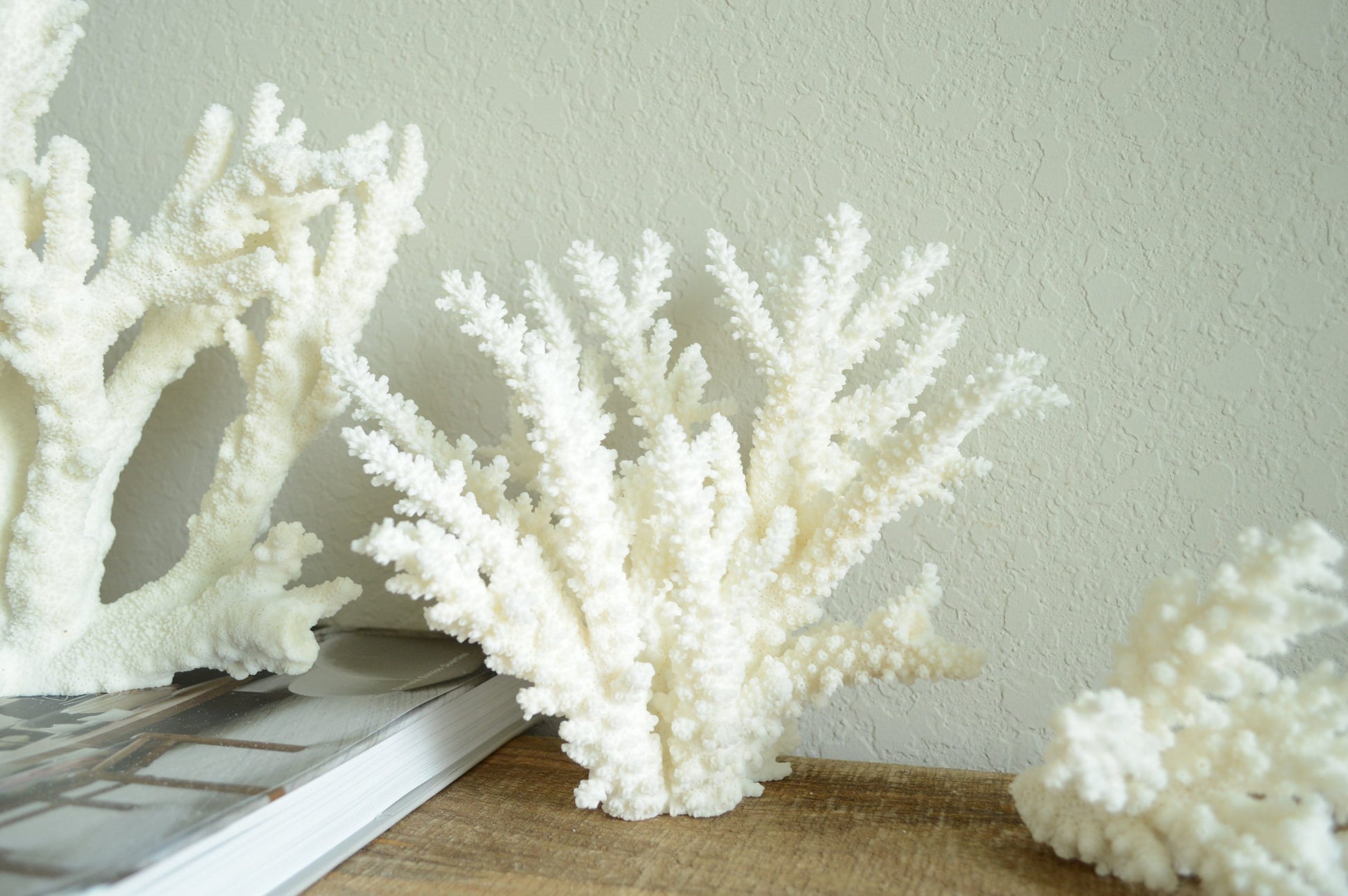 Genuine Sea BRANCH CORAL *You choose size* Ocean Reef Aquarium Coastal Beach Home Décor Nautical
