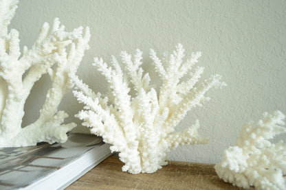 Genuine Sea BRANCH CORAL *You choose size* Ocean Reef Aquarium Coastal Beach Home Décor Nautical