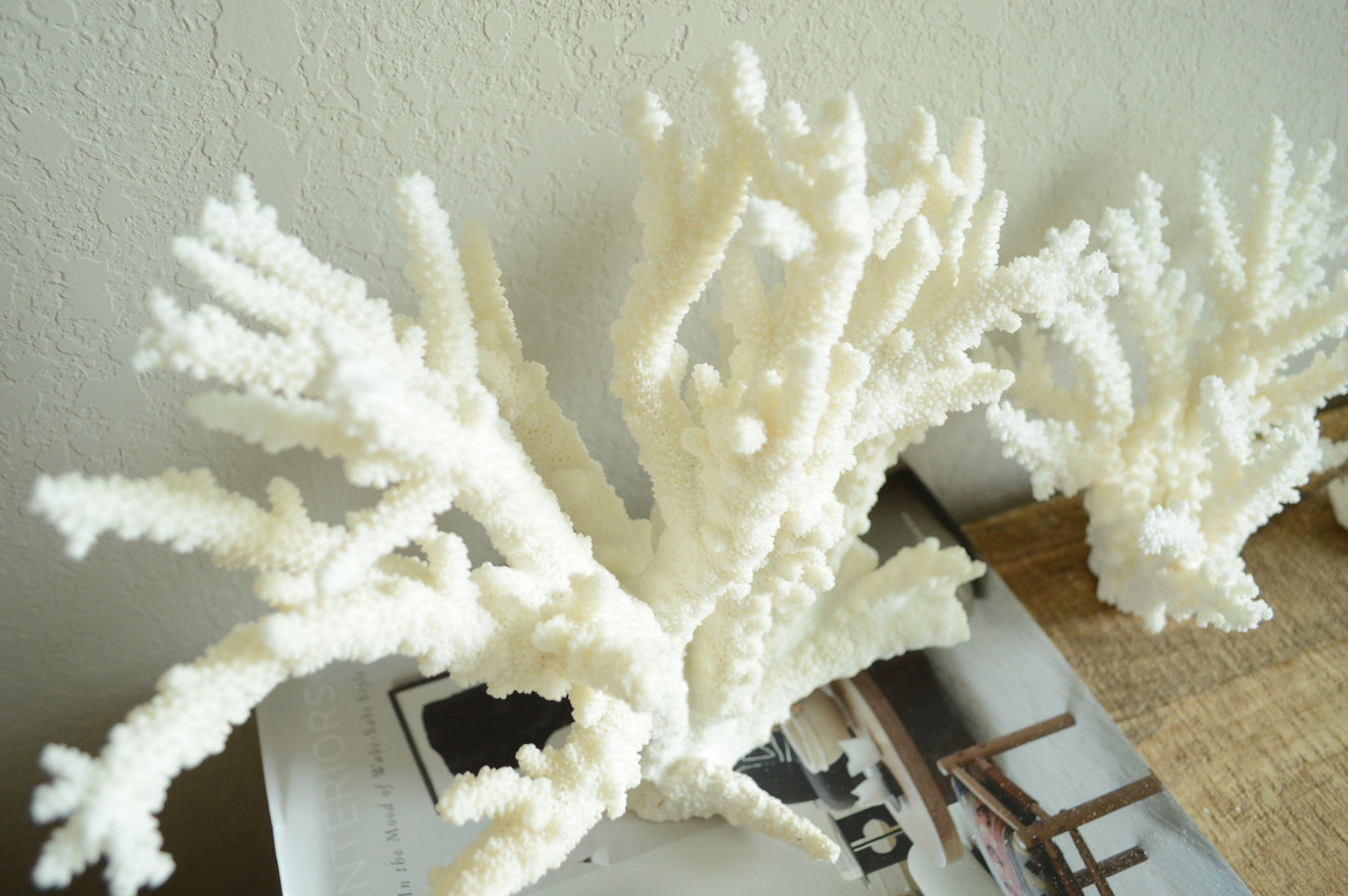 BRANCH CORAL White *All Sizes* Authentic Natural Real Sea Fossil Coastal Décor