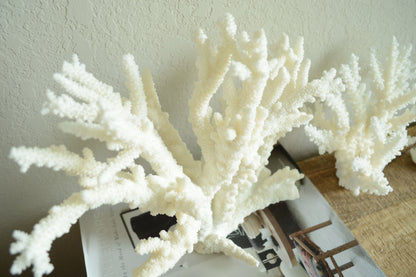 BRANCH CORAL White *All Sizes* Authentic Natural Real Sea Fossil Coastal Décor