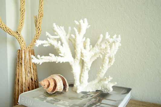 Genuine Sea BRANCH CORAL *You choose size* Ocean Reef Aquarium Coastal Beach Home Décor Nautical
