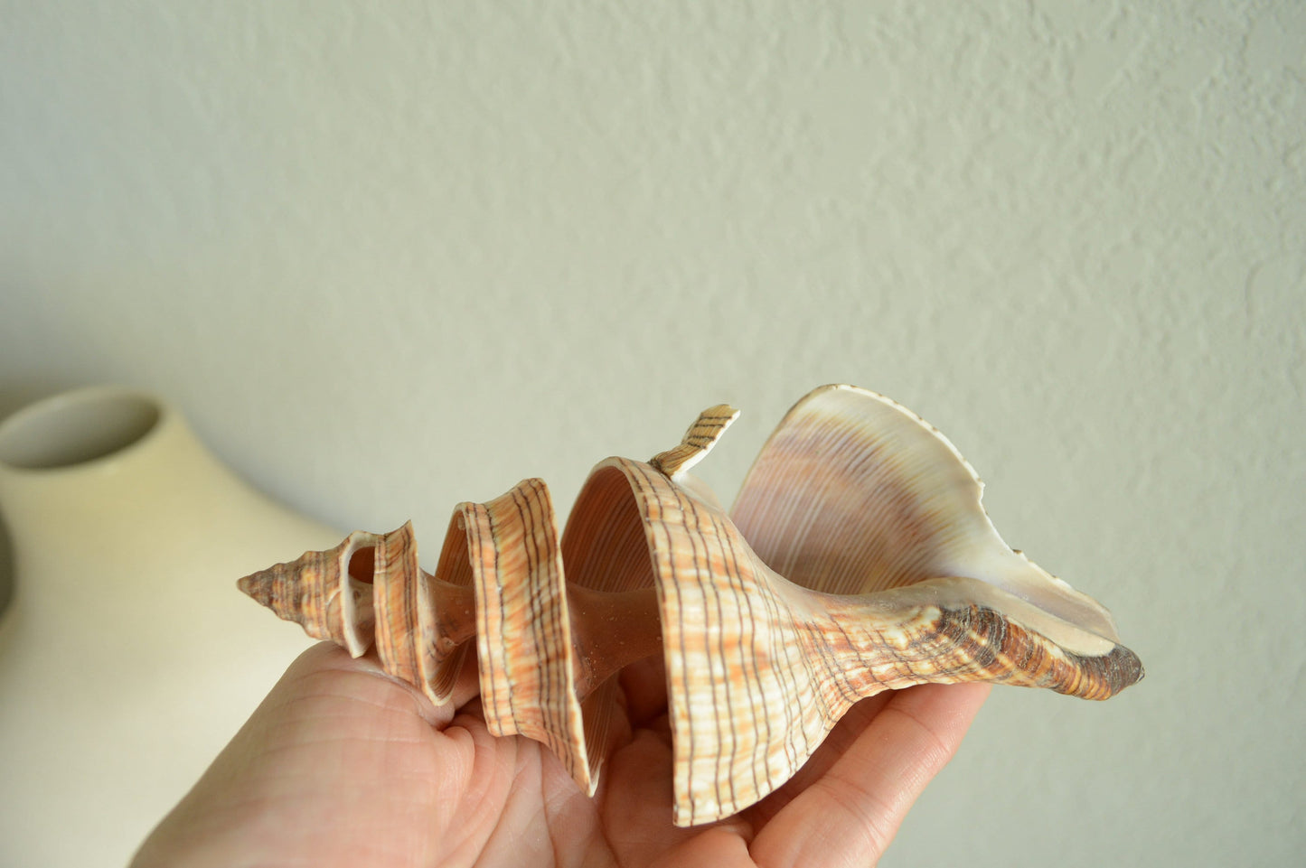 SPIRAL CUT FOX Shells *All Sizes* Natural Brown Striped Display Seashell Beach Coastal Décor