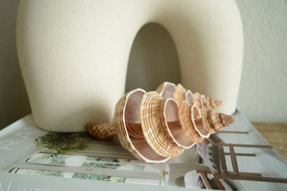Striped Fox Conch Shell - Up to 8", Spiral Cut Unique Coastal Décor Seashells