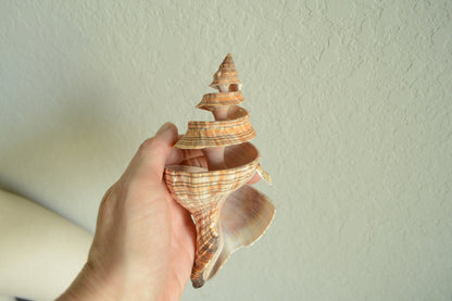 Striped Fox Conch Shell - Up to 8", Spiral Cut Unique Coastal Décor Seashells