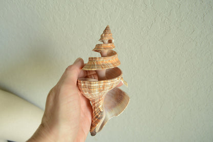 Striped Fox Conch Shell - Up to 8", Spiral Cut Unique Coastal Décor Seashells