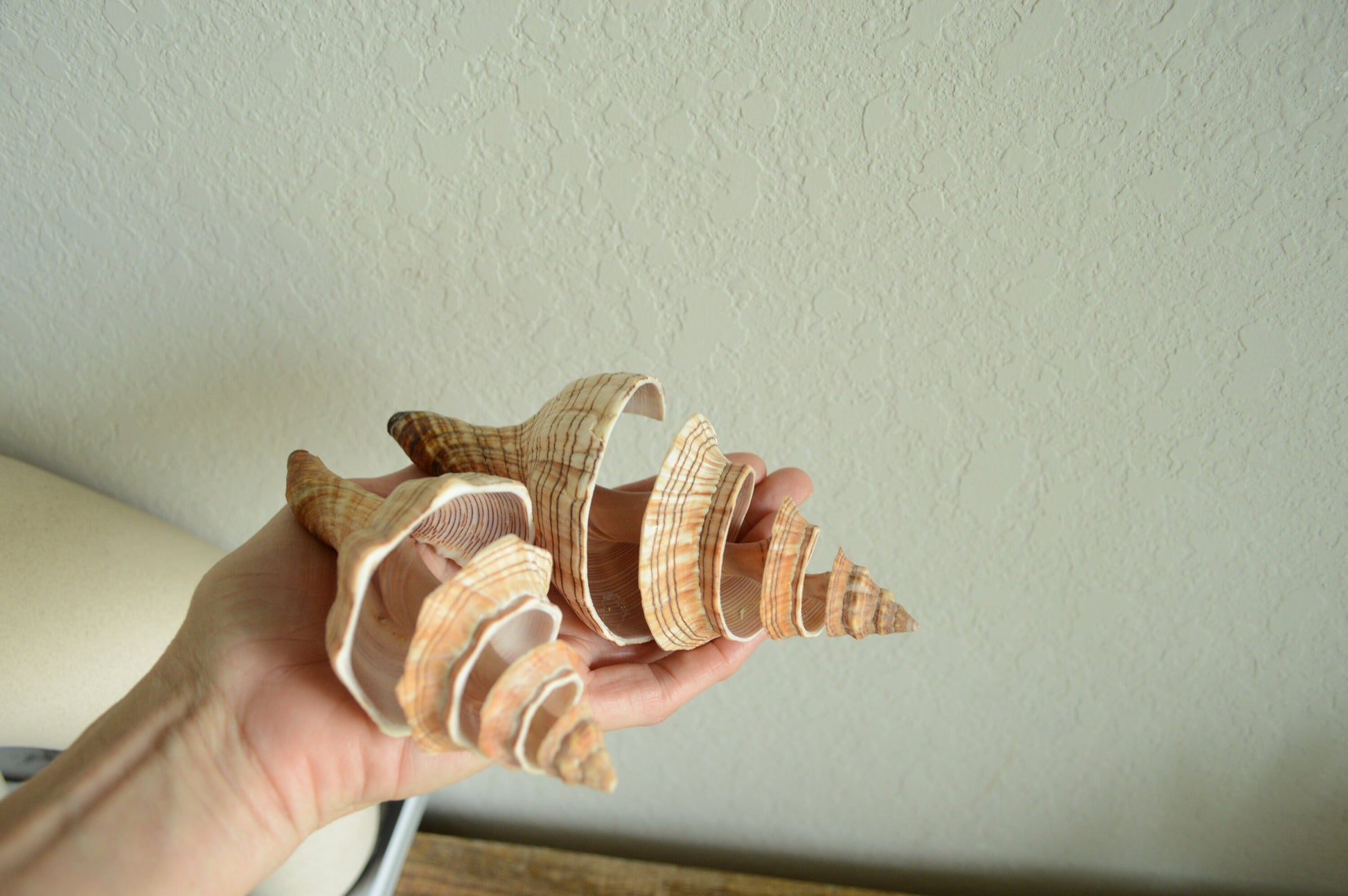 SPIRAL CUT FOX Shells *All Sizes* Natural Brown Striped Display Seashell Beach Coastal Décor