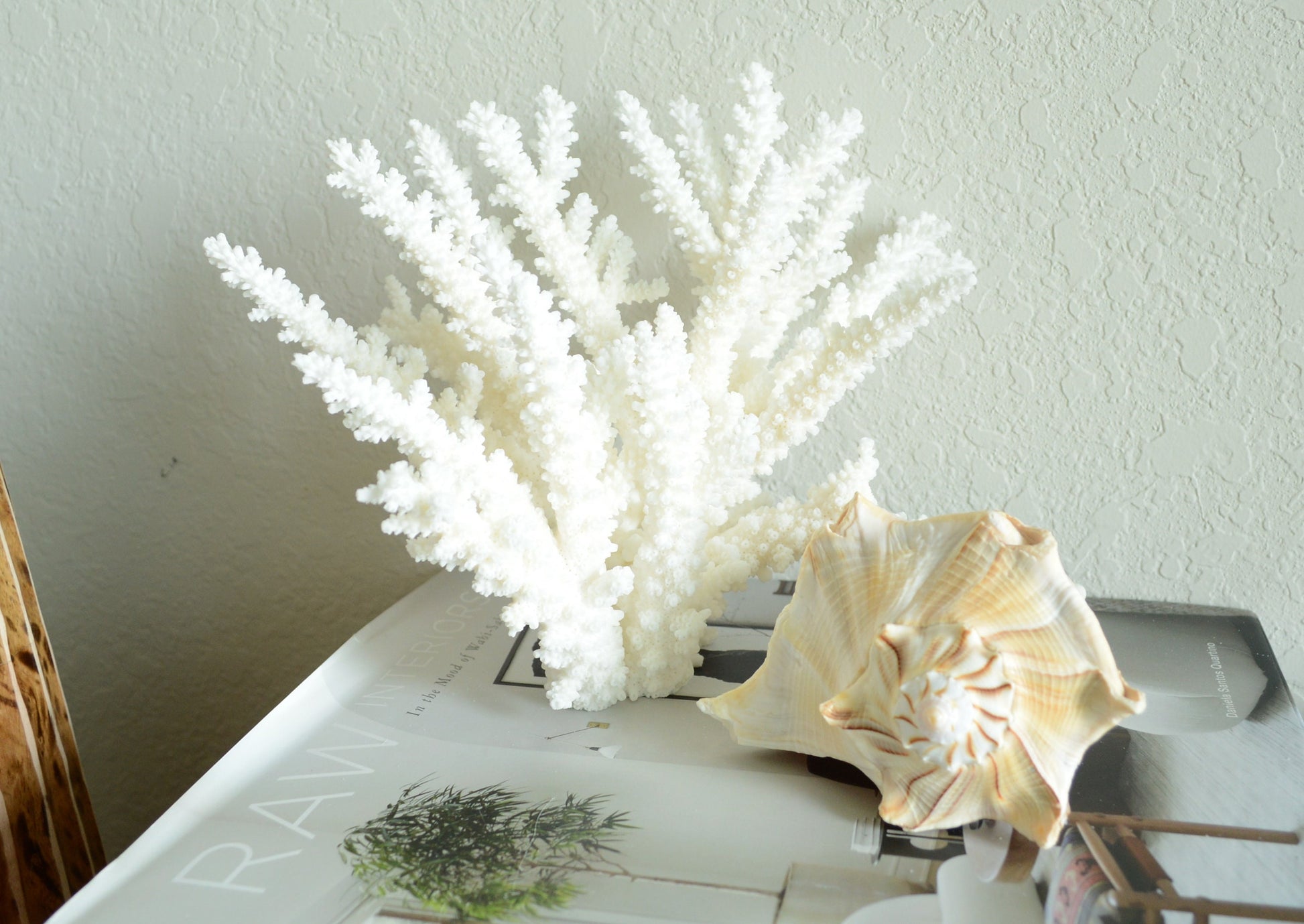 LIGHTENING WHELK CONCH Shell *All Sizes* Golden Brown White Display Seashell Florida Beach Home