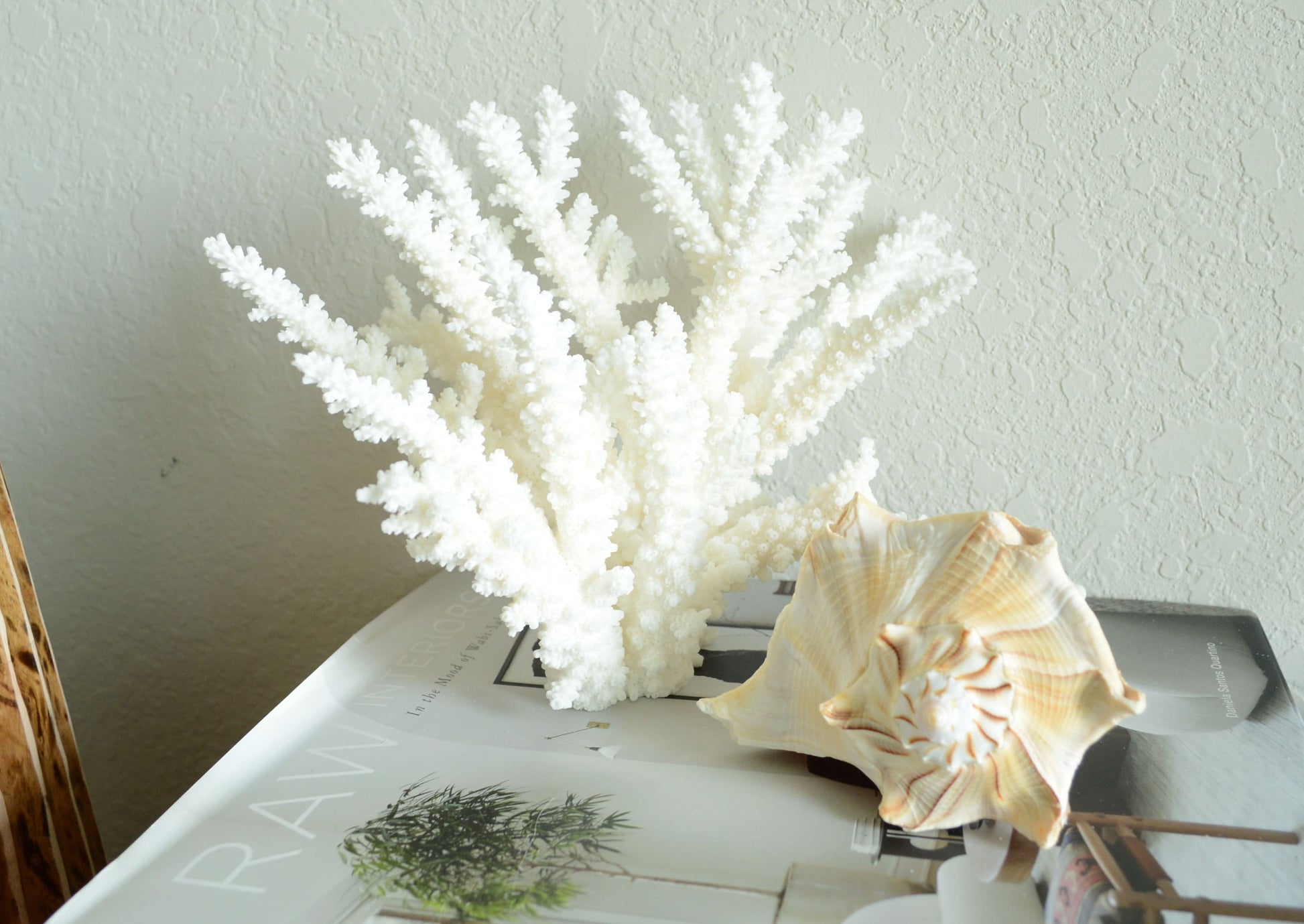 LIGHTENING WHELK CONCH Shells: Sizes 1-14" Brown White Display Craft Seashells from Florida