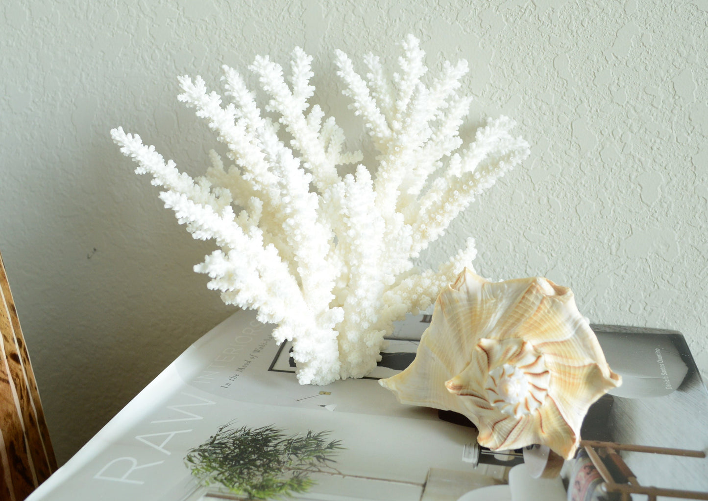 LIGHTENING WHELK CONCH Shell *All Sizes* Golden Brown White Display Seashell Florida Beach Home