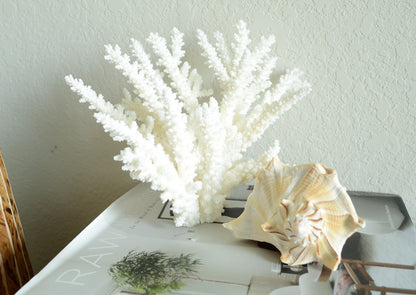 LIGHTENING WHELK CONCH Shell *All Sizes* Brown White Display Seashell Florida Beach Home