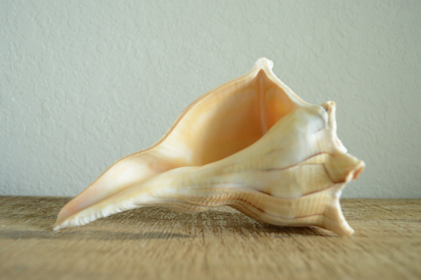 LIGHTENING WHELK CONCH Shell *All Sizes* Golden Brown White Display Seashell Florida Beach Home