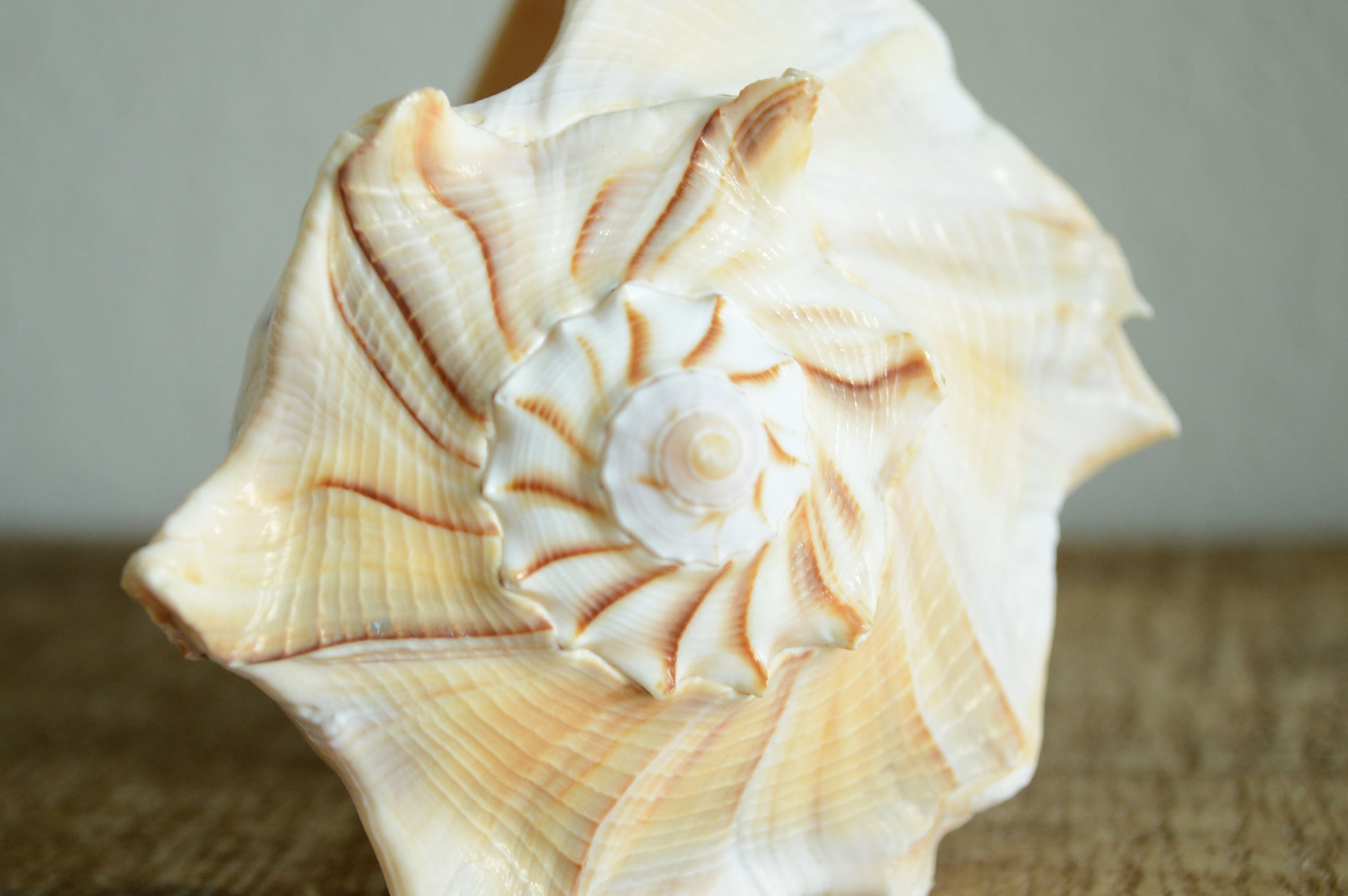 LIGHTENING WHELK CONCH Shell *All Sizes* Golden Brown White Display Seashell Florida Beach Home