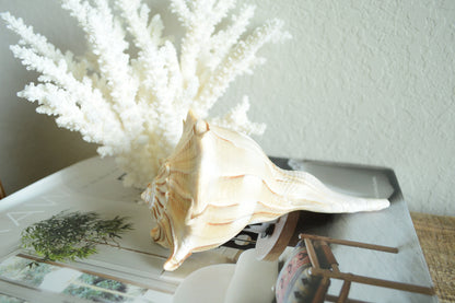 LIGHTENING WHELK CONCH Shell *All Sizes* Golden Brown White Display Seashell Florida Beach Home