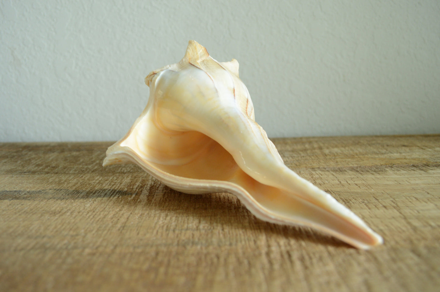 LIGHTENING WHELK CONCH Shell *All Sizes* Golden Brown White Display Seashell Florida Beach Home