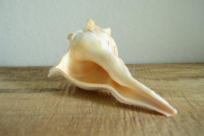 LIGHTENING WHELK CONCH Shell *All Sizes* Golden Brown White Display Seashell Florida Beach Home