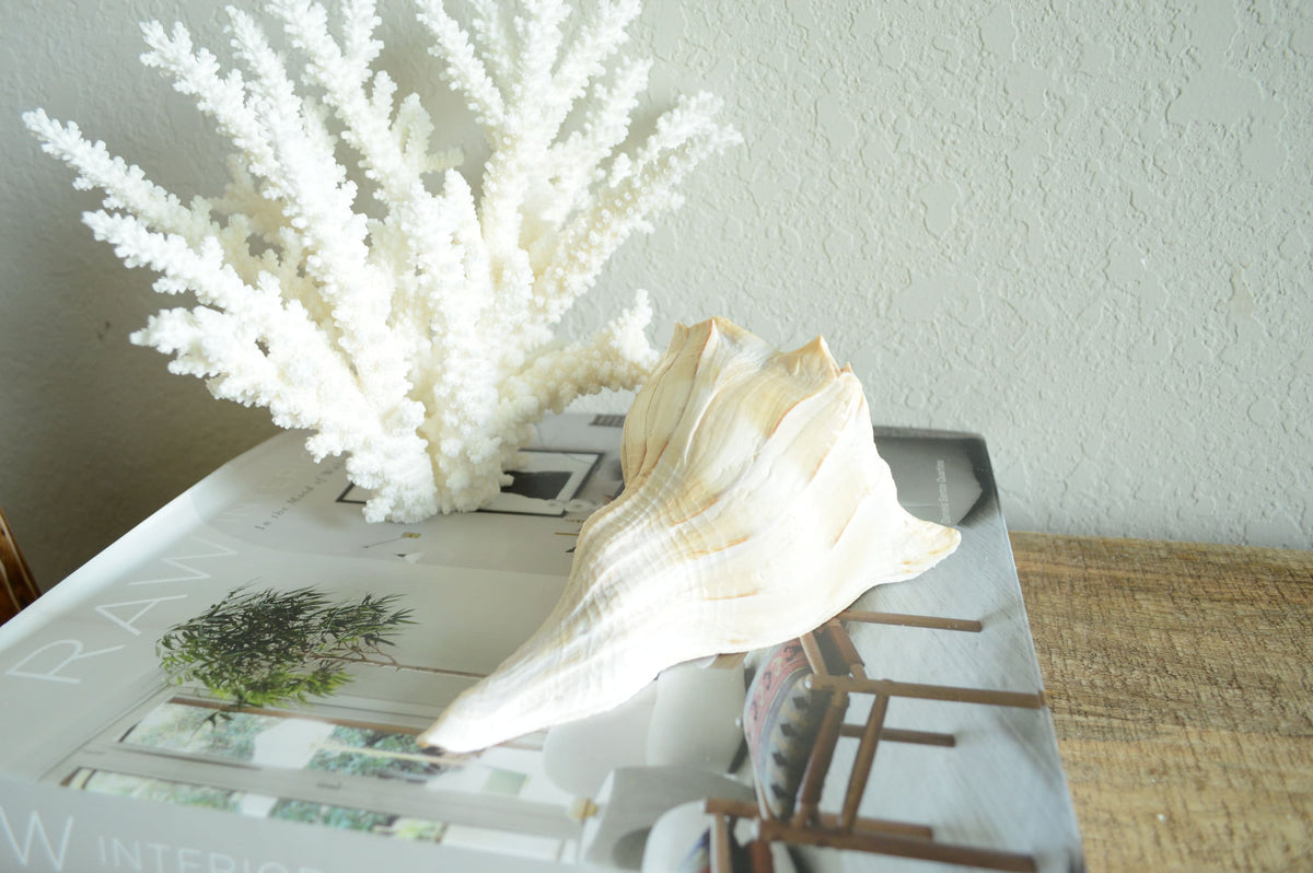 LIGHTENING WHELK CONCH Shells: Sizes 1-14" Brown White Display Craft Seashells from Florida