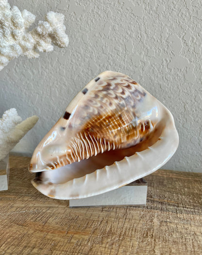 KING HORNED HELMET Shell *All Sizes* Natural Brown Patterned Display Seashell Coastal Décor