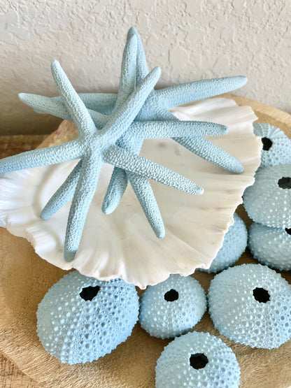 Natural Dried Real Sea Fans Painted LIGHT BLUE 8-20" You Choose Size Ocean Reef Decoration Natural Beach Coastal Décor Display