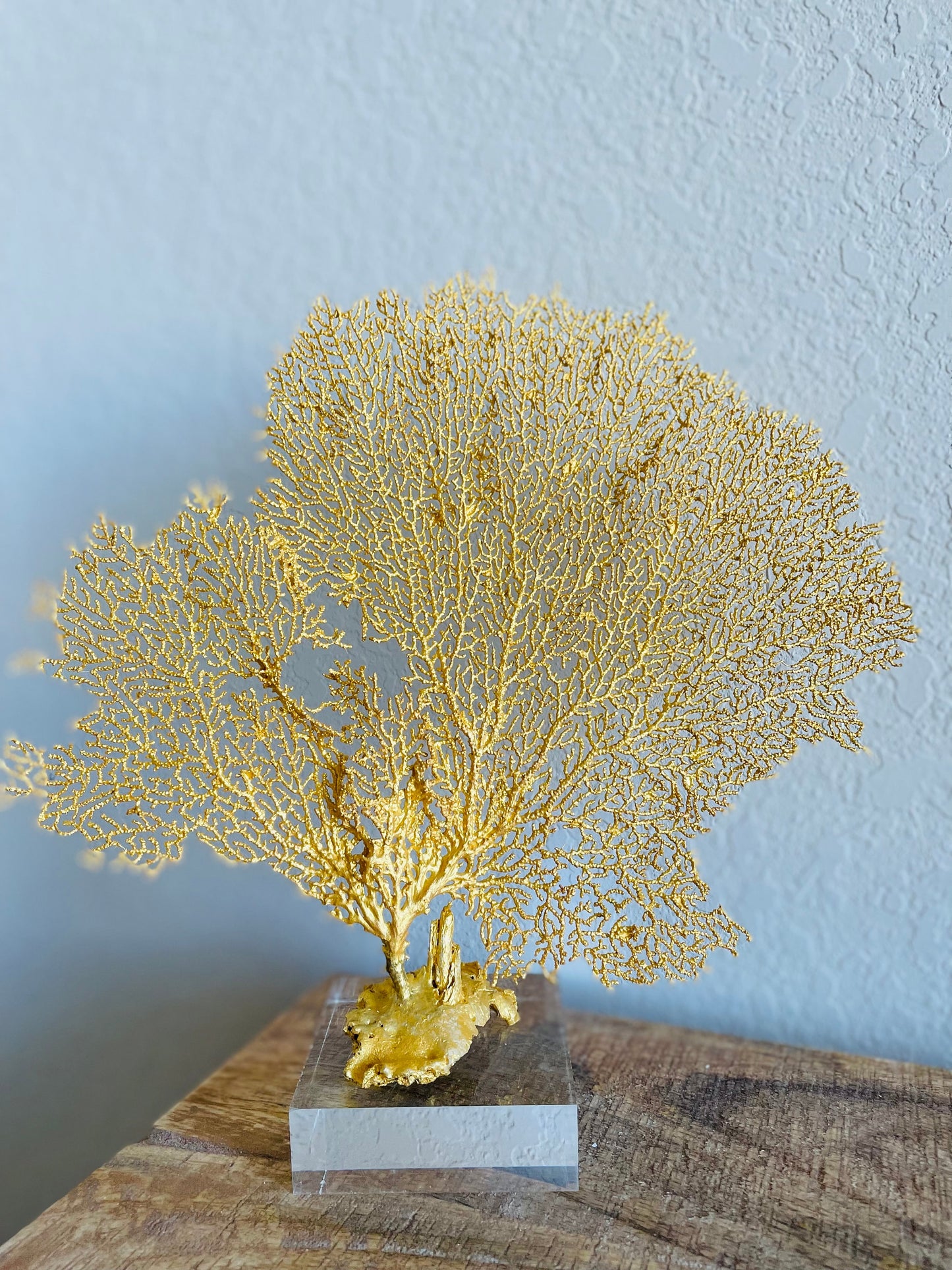 Gold Sea Fan 10-16" *You Choose Size* Natural Hand Painted Coastal Décor