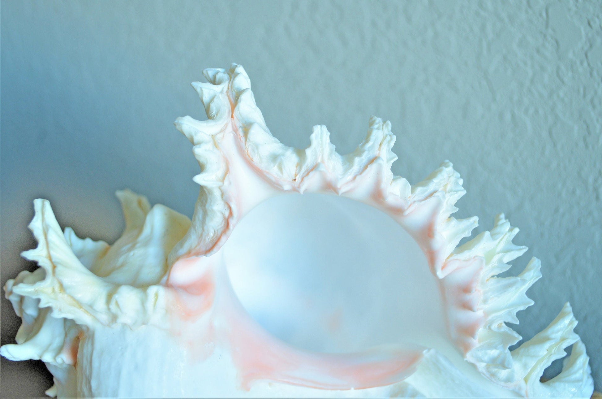 HUGE XL Murex Ramosus Shell 8-9" Real Natural Seashell Pink White Planter Beach Nautical Décor Table Display Spikey