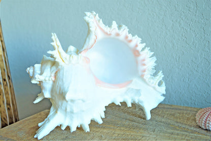 HUGE XL Murex Ramosus Shell 8-9" Real Natural Seashell Pink White Planter Beach Nautical Décor Table Display Spikey