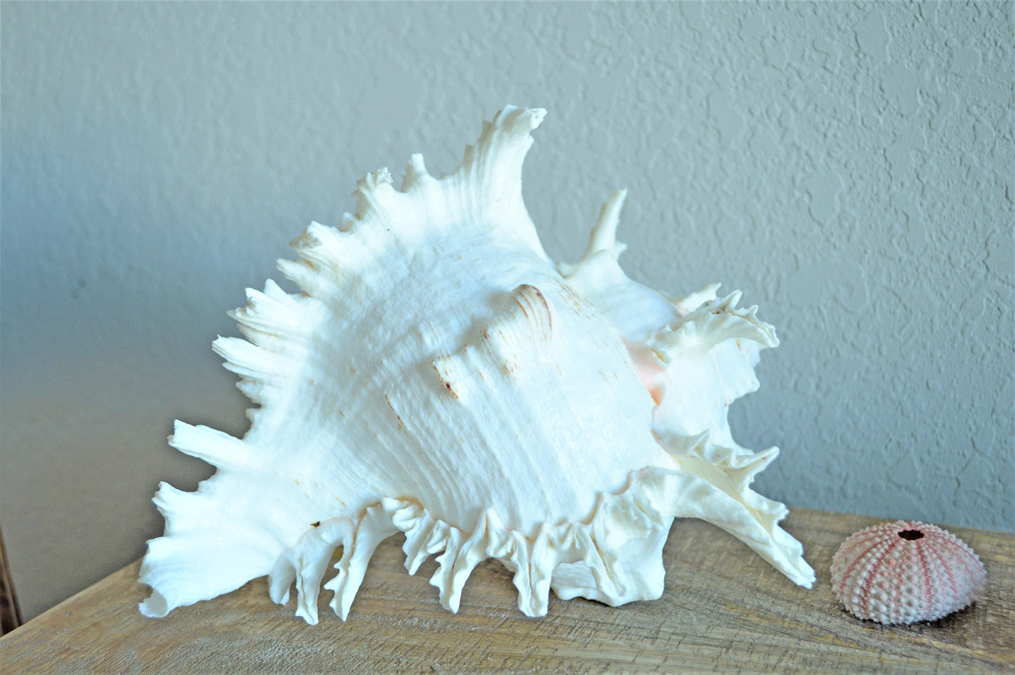 HUGE XL Murex Ramosus Shell 8-9" Real Natural Seashell Pink White Planter Beach Nautical Décor Table Display Spikey