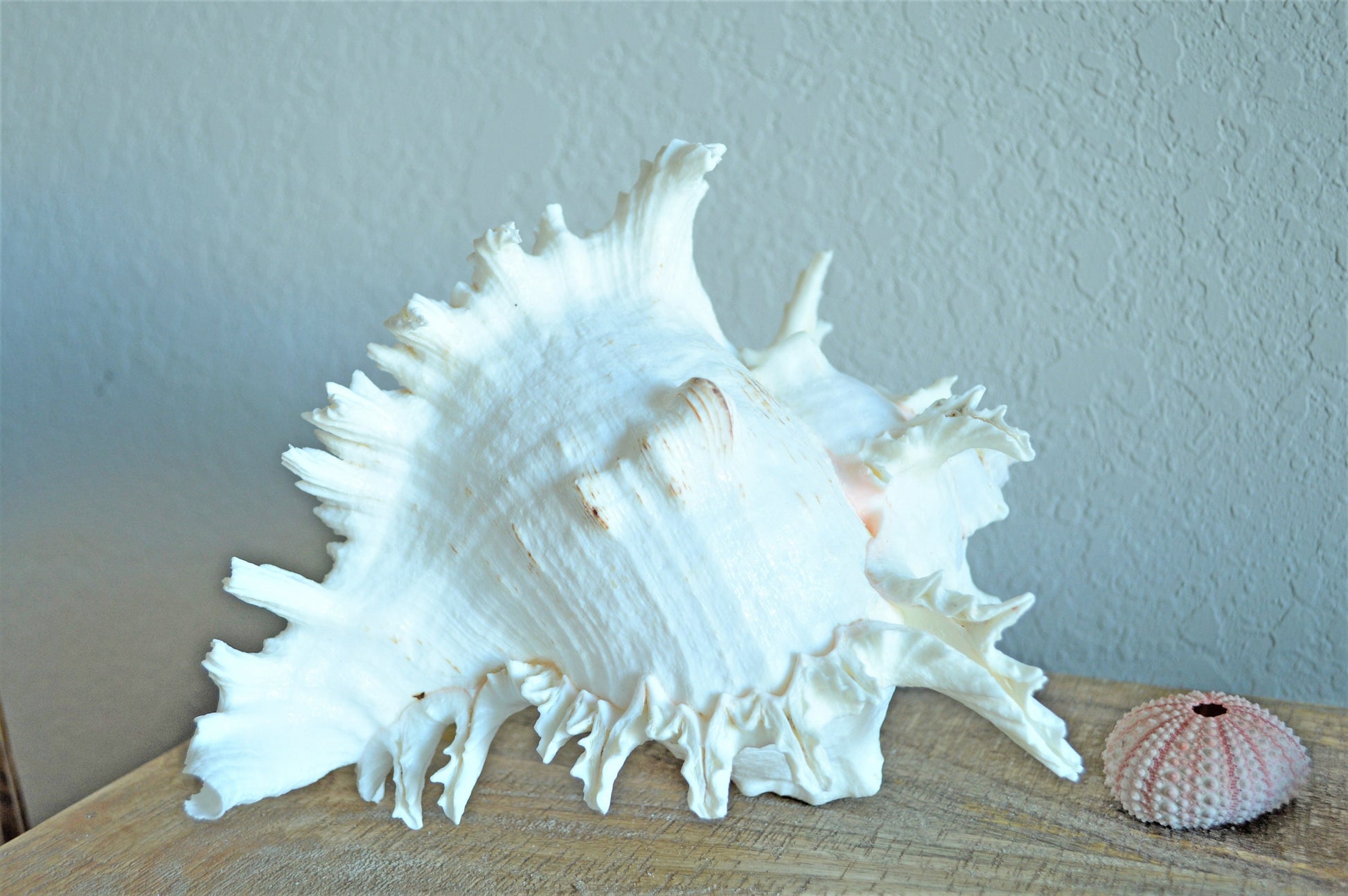 HUGE XL Murex Ramosus Shell 8-9" Real Natural Seashell Pink White Planter Beach Nautical Décor Table Display Spikey