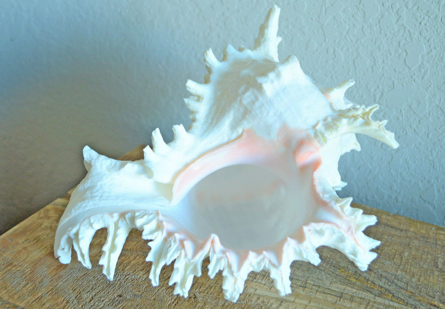 HUGE XL Murex Ramosus Shell 8-9" Real Natural Seashell Pink White Planter Beach Nautical Décor Table Display Spikey