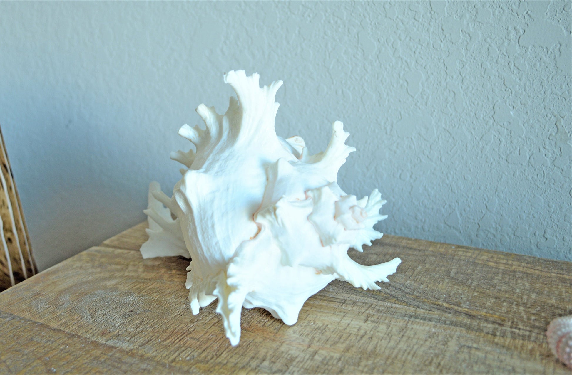 HUGE XL Murex Ramosus Shell 8-9" Real Natural Seashell Pink White Planter Beach Nautical Décor Table Display Spikey