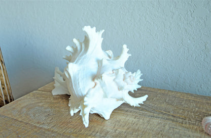 Ramosus Murex Shell, 6-11" *You Choose Size* Pink/White Seashell Coastal Décor