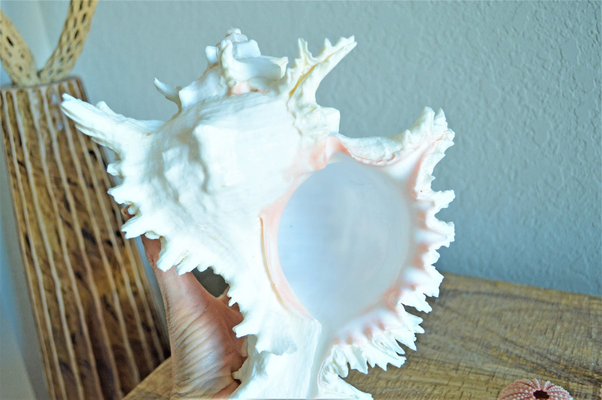 Ramosus Murex Shell, 6-11" *You Choose Size* Pink/White Seashell Coastal Décor