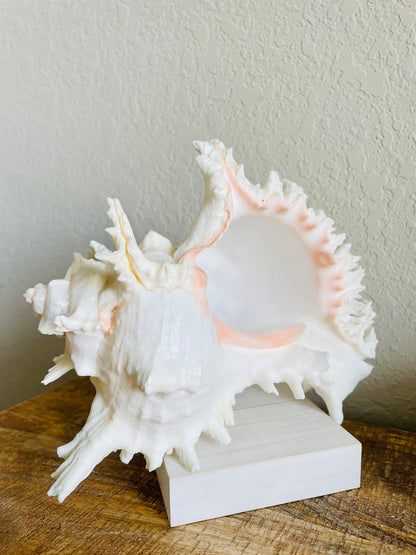 HUGE XL Murex Ramosus Shell 8-9" Real Natural Seashell Pink White Planter Beach Nautical Décor Table Display Spikey