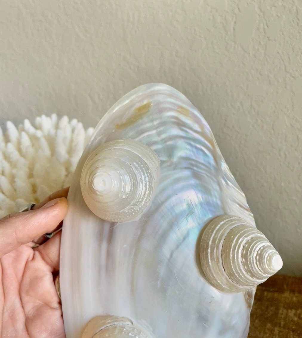 REAL Mother of Pearl 7-8" Irredescent Giant Mussel Decorative Bowl Seashell Footed Jewelry Dish Beach Table Coastal Décor Clam Gift