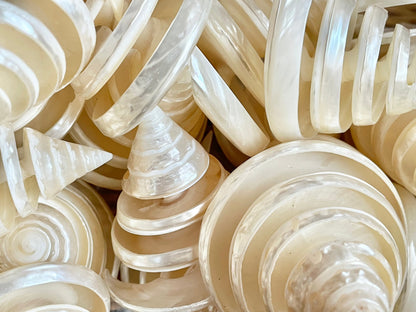 PEARLIZED SPIRAL TROCHUS Shell *All Sizes* Natural Pyramid Trochus Top Display Seashell Coastal Décor