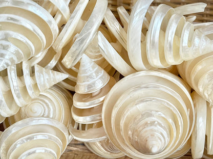 PEARLIZED SPIRAL TROCHUS Shell *All Sizes* Natural Pyramid Trochus Top Display Seashell Coastal Décor
