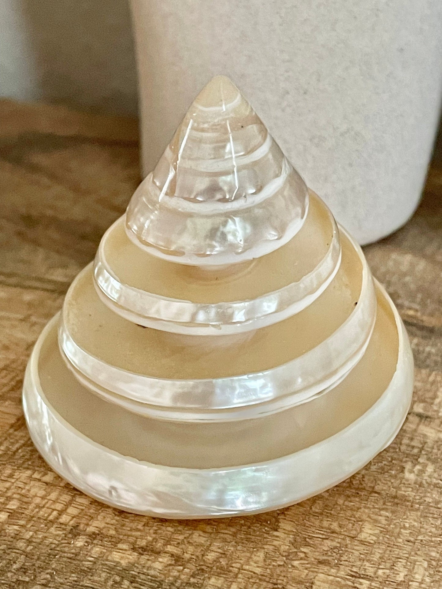 PEARLIZED SPIRAL TROCHUS Shell *All Sizes* Natural Pyramid Trochus Top Display Seashell Coastal Décor