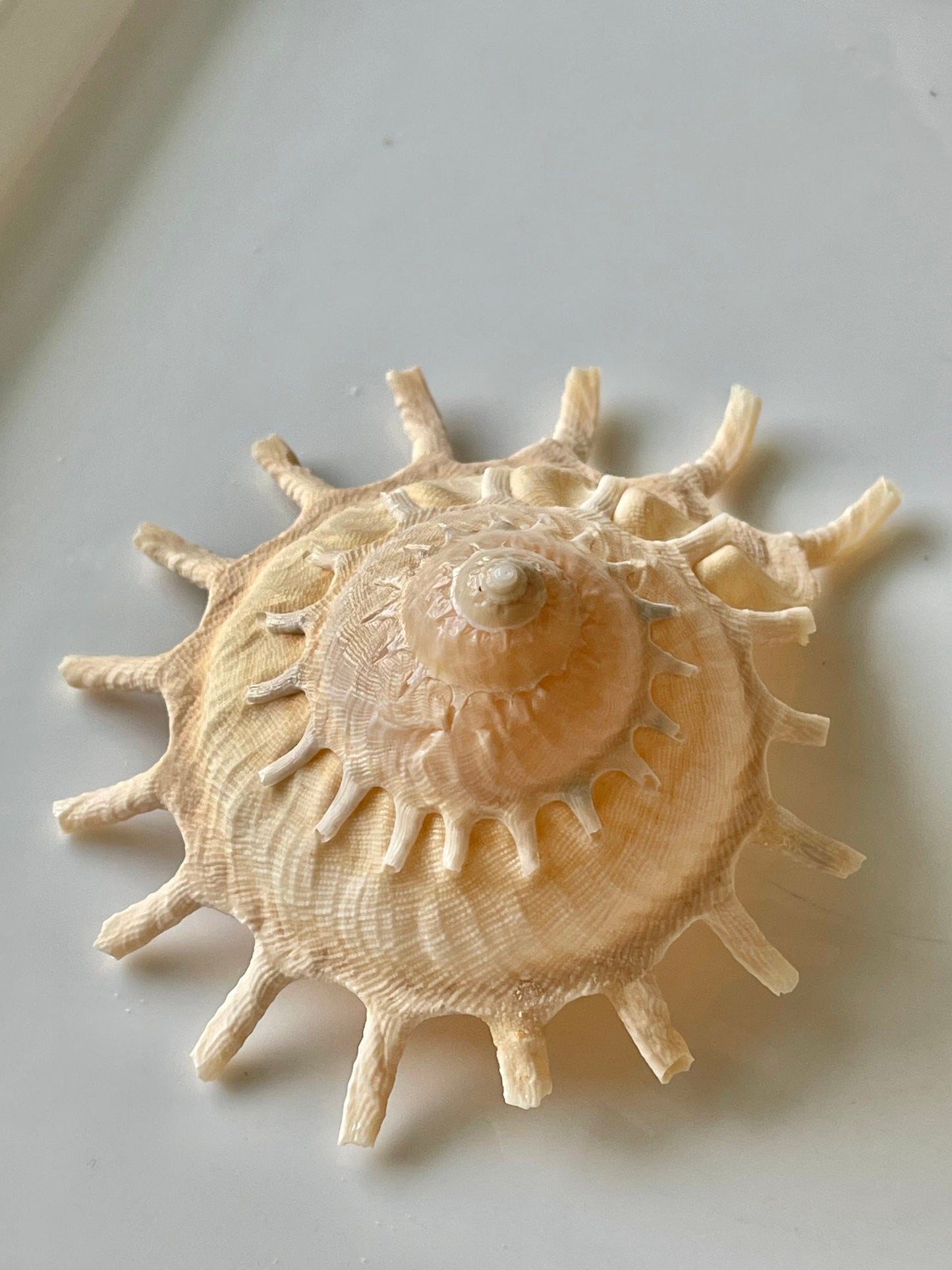 Rare Sun Carrier Stellaria Solarius Display Shell Up to 3-5"! Seashell Collectors Home Beach Nautical Coastal Décor Yellow Beige