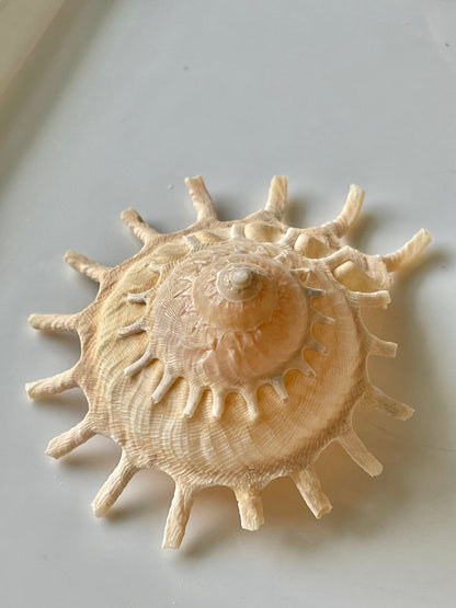 Rare Sun Carrier Stellaria Solarius Display Shell Up to 3-5"! Seashell Collectors Home Beach Nautical Coastal Décor Yellow Beige