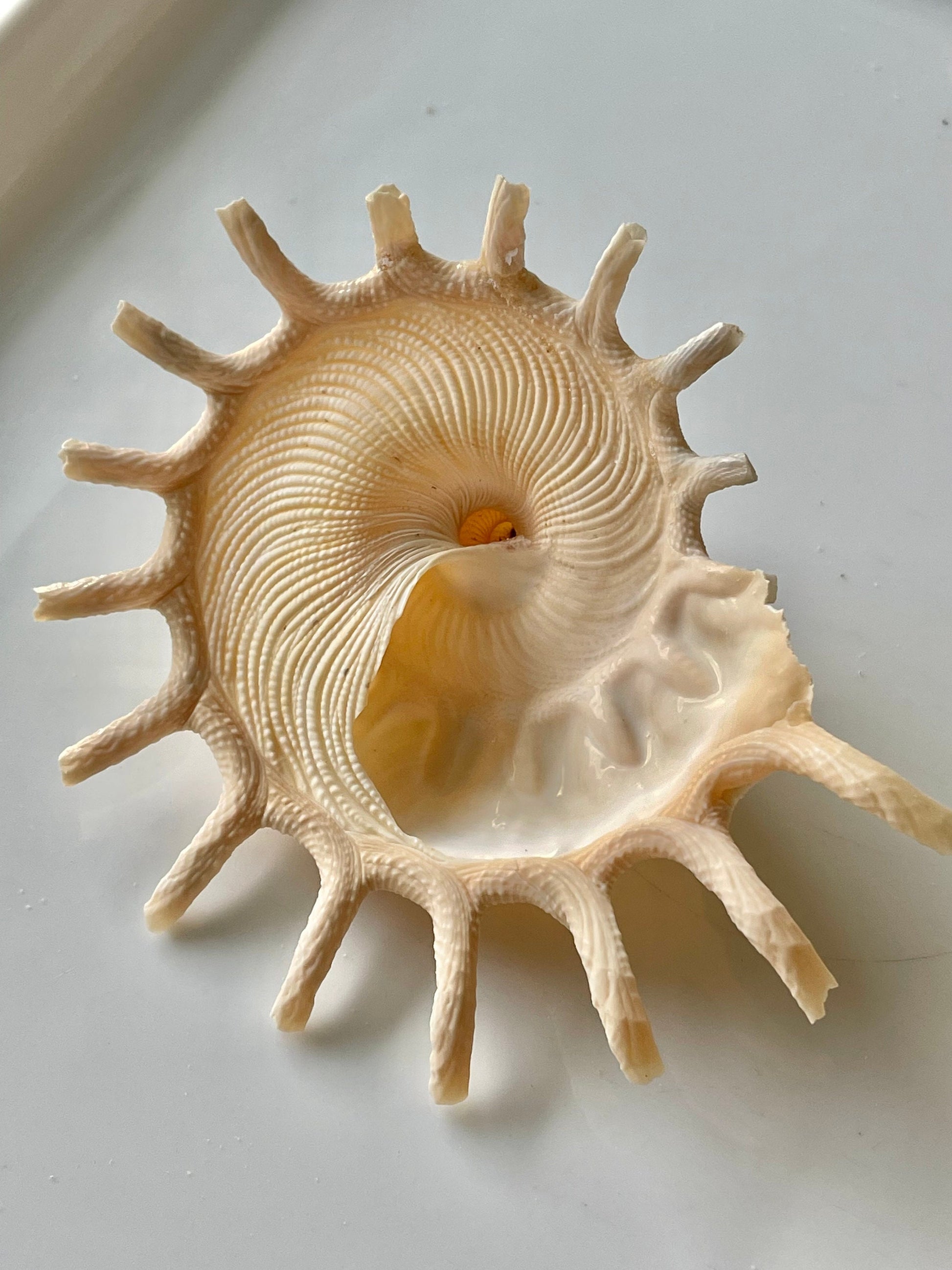 Rare Sun Carrier Stellaria Solarius Display Shell Up to 3-5"! Seashell Collectors Home Beach Nautical Coastal Décor Yellow Beige