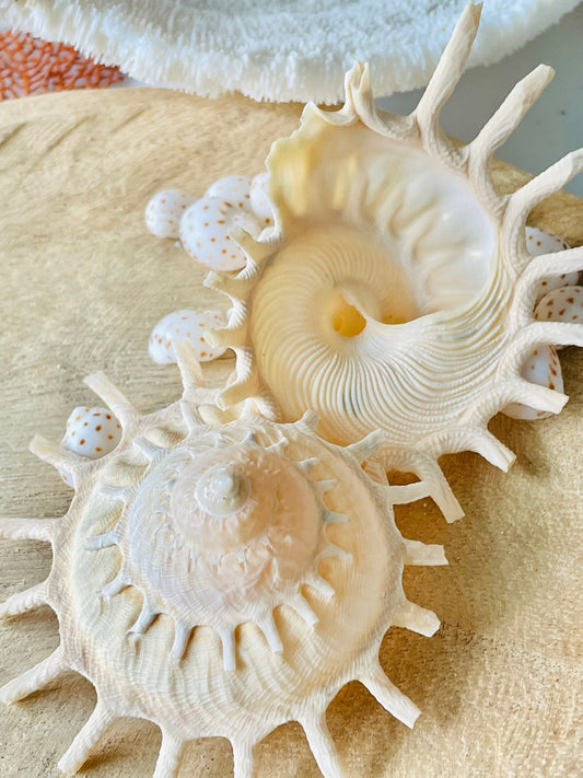 Rare Sun Carrier Seashell, Stellaria Solarius Display Shell (Up to 5")